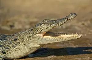 Crocodiles Prints: Crocodile - Marsh (Crocodylus palistris)Close-up of head with jaws open