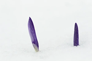 Wintery Prints: Crocus (Crocus sp. ) flowering, emerging through snow, Essex, England, february