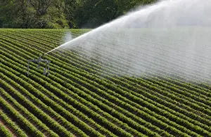Irrigation Prints: Crop irrigation, travelling irrigator system in commercial Potato (Solanum tuberosum) field