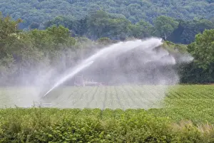 Commercial Prints: Crop irrigation, waterwheel travelling irrigator system in commercial Potato (Solanum tuberosum) field