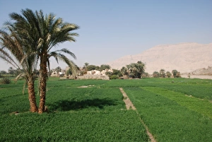Irrigation Prints: Crops growing in irrigated field at edge of desert