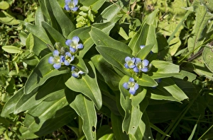 Leaves Prints: Cross Gentian (Gentiana cruciata) flowering