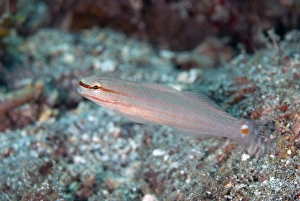 Gobies Prints: Crosshatch Goby (Amblygobius decussatus) adult