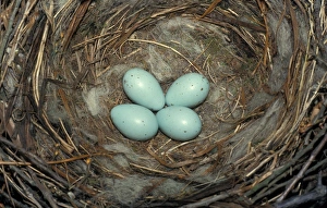 Carrion Prints: Crow Carrion (Corvus corone) Rare blue eggs