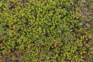 Shrubs Prints: Crowberry (Empetrum nigrum) in fruit, Iceland, August