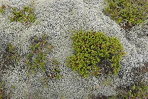 Mosses Prints: Crowberry (Empetrum nigrum) growing amongst moss, Iceland, August