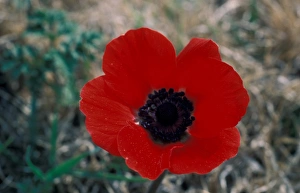Anemone Prints: Crown Anemone flower head