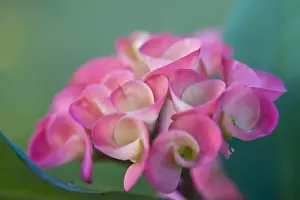 Crown-of-thorns (Euphorbia milii) close-up of flowers, in garden, Palawan, Philippines, march
