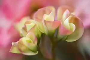 Crown-of-thorns (Euphorbia milii) close-up of flowers, in garden, Palawan, Philippines, march
