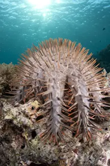 Star Fish Prints: Crown-of-thorns Starfish (Acanthaster planci) adult