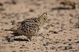 Crowned Sandgrouse (Pterocles coronatus) adult female, ruffling feathers, standing in desert, near Erg Chebbi, Morocco, february