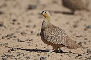 Saharan Prints: Crowned Sandgrouse (Pterocles coronatus) adult male