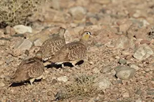 Crowned Sandgrouse (Pterocles coronatus) adult males and female, walking on stony ground in desert, near Erg Chebbi