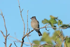 Fly Catcher Prints: Crowned Slaty Flycatcher (Griseotyrannus aurantioatrocristatus) adult