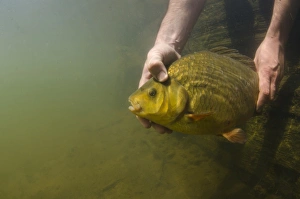 Crucian Carp (Carassius carassius) adult, being released into farm pond, Surrey, England, June