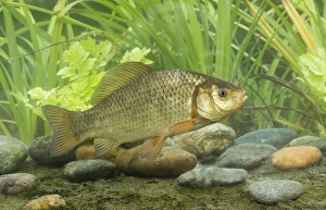 Carp Prints: Crucian Carp (Carassius carassius) adult, swimming, Sussex, England
