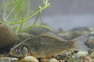 Captive Prints: Crucian Carp (Carassius carassius) immature