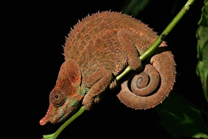 Madagascar Prints: Cryptic Chameleon (Calumma crypticum) adult male