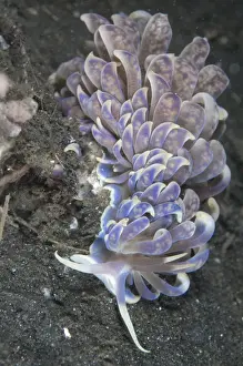 Indopacific Prints: Cryptic Phyllodesmium Nudibranch (Phyllodesmium crypticum) adult