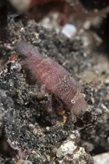 Indopacific Prints: Cryptic Sponge Shrimp (Gelastocaris paronae) adult