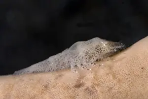 Decapod Prints: Cryptic Sponge Shrimp (Gelastocaris paronae) adult