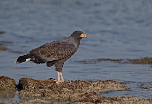 Cuban Black Hawk (Buteogallus gundlachii) adult, standing on mudbank in lagoon, Zapata Peninsula, Matanzas Province