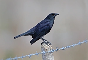 Fence Prints: Cuban Blackbird (Dives atroviolaceus) adult