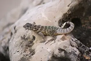Lizards Prints: Cuban Brown Curly-tailed Lizard (Leiocephalus cubensis) adult