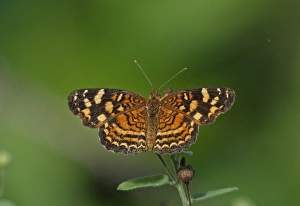 West Indian Prints: Cuban Crescent (Phyciodes frisia frisia) adult