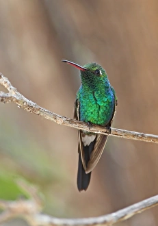 Emerald Prints: Cuban Emerald (Chlorostilbon ricordii) adult
