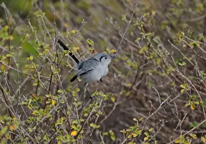 Cuban Gnatcatcher (Polioptila lembeyei) adult male, perched in bush, Cayo Coco, Jardines del Rey