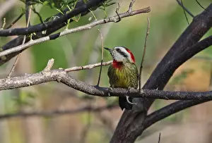 Cuban Green Woodpecker (Xiphidiopicus percussus percussus) adult female, perched on branch, La Belen