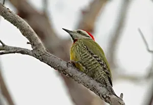 Cays Prints: Cuban Green Woodpecker (Xiphidiopicus percussus percussus) adult male