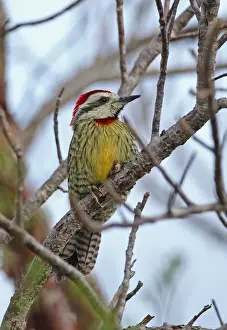 Cuban Green Woodpecker (Xiphidiopicus percussus percussus) adult male, perched on bare branch, Cayo Coco