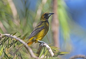 Cuban Oriole (Icterus melanopsis) immature, moulting into adult plumage, perched on twig, Zapata Peninsula