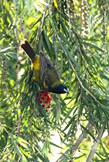 Cuban Oriole (Icterus melanopsis) immature, moulting into adult plumage, feeding at tree flower, Zapata Peninsula