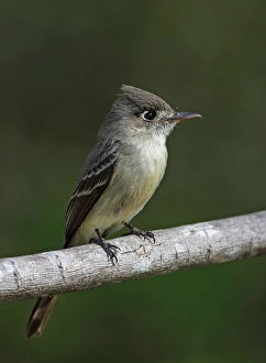 Cuban Peewee (Contopus caribaeus caribaeus) adult, perched on branch, Cayo Coco, Jardines del Rey