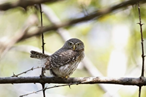 Owls Prints: Cuban Pygmy-owl (Glaucidium siju) adult