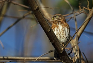 Owls Prints: Cuban Pygmy-owl (Glaucidium siju siju) adult