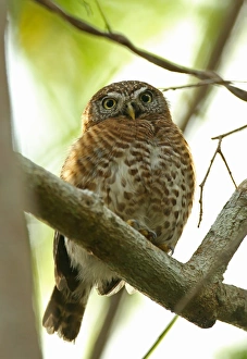 Cuban Pygmy-owl (Glaucidium siju siju) adult, perched on branch, Zapata Peninsula, Matanzas Province, Cuba, March