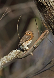 Cuban Pygmy-owl (Glaucidium siju siju) adult, rear view of head showing false eye markings, perched on branch