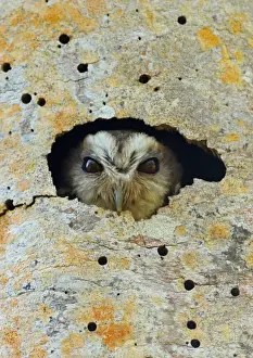 Owls Prints: Cuban Screech-owl (Gymnoglaux lawrencii exsul) adult