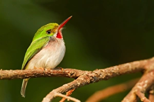 Todies Prints: Cuban Tody (Todus multicolor) adult