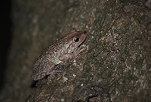 Tree Frog Prints: Cuban Treefrog (Osteopilus septentrionalis) adult