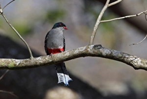 Cuba Prints: Cuban Trogon (Priotelus temnurus temnurus) adult