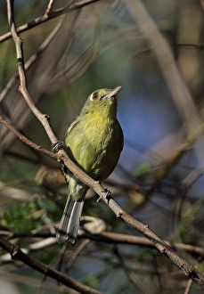 Cuba Prints: Cuban Vireo (Vireo gundlachii gundlachii) adult