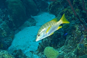 Snappers Prints: Cubera Snapper (Lutjanus cyanopterus) adult