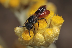 Bees Prints: Cuckoo Bee (Sphecodes alternatus) adult female