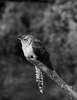 Eric Prints: Cuckoo - Ditchling East Sussex. Taken in 1950 by Eric Hosking