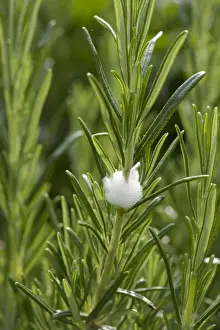 Frog Prints: Cuckoo spit on on a rosemary bush caused by a froghopper nymph, Philaenus spumarius